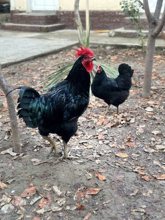 Кора Шахзода Гигант хурозлари сотилади . Домашный хурозлар