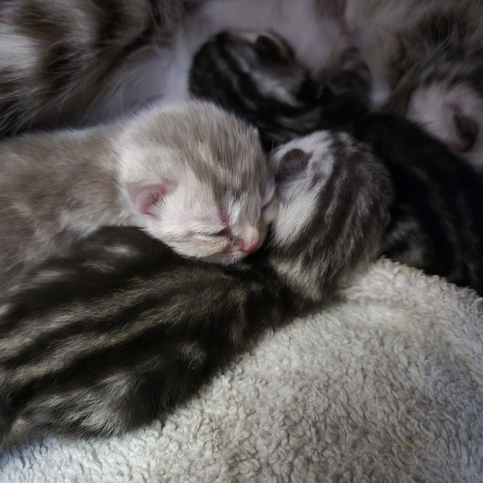 Котята шотландские