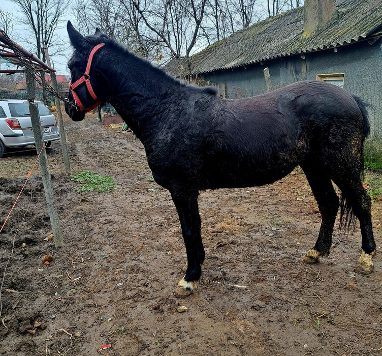 Vând o manza de 1 an jumate