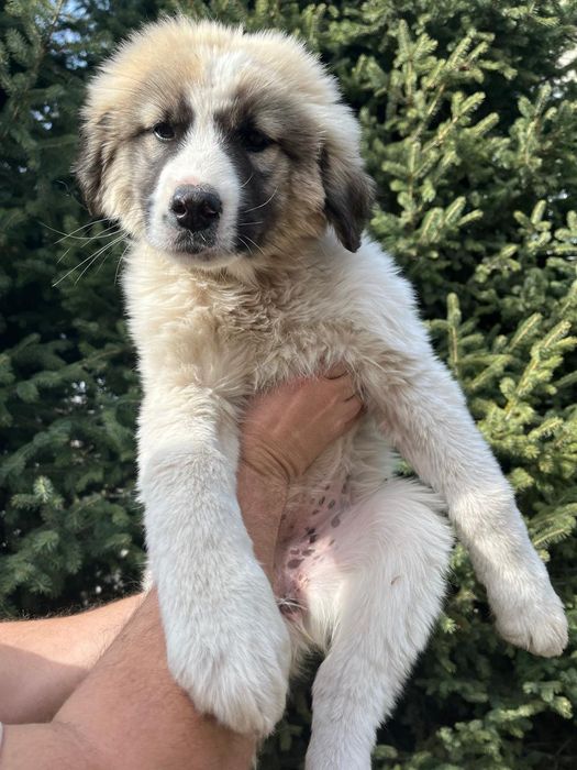 Отдам щенков в хорошие руки .