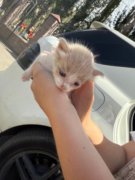 Котенок котята ищут дом