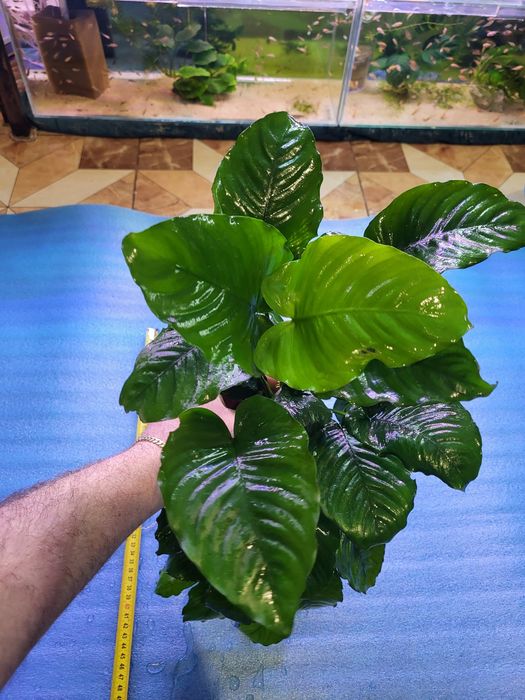 Vând plante de acvariu