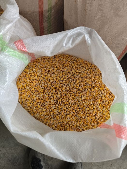 De vânzare porumb boabe