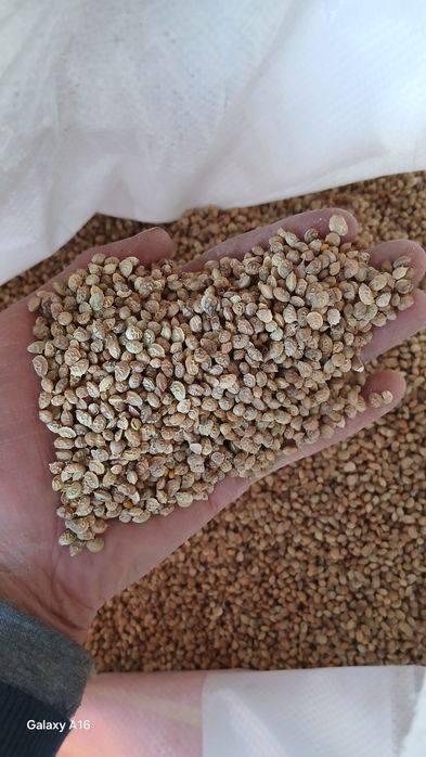 Эспарцет ұрық бар