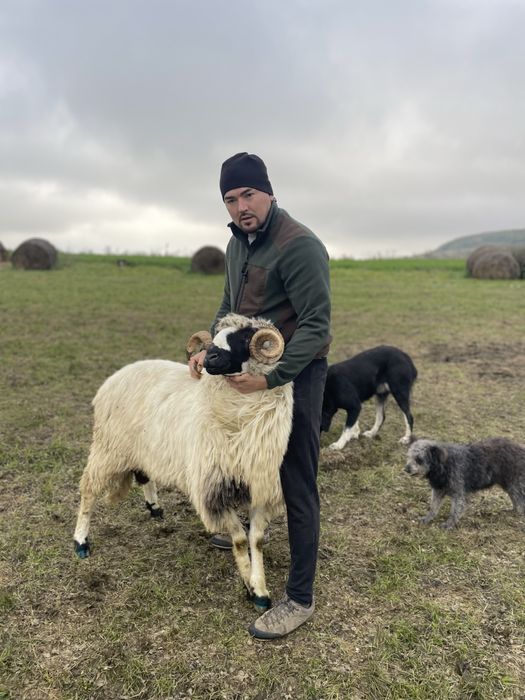 Berbec ,brez disponibil