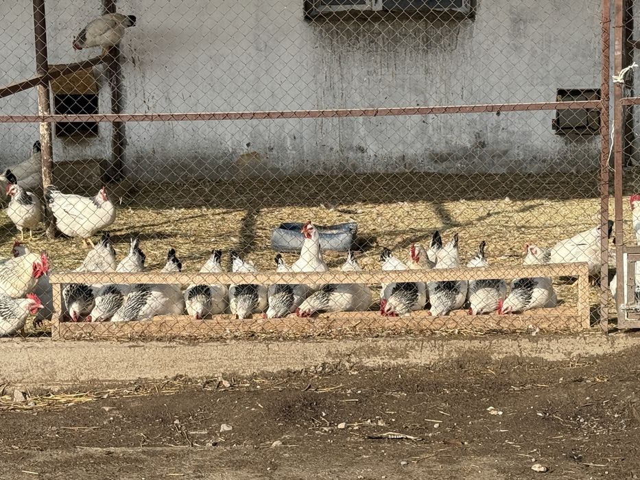 Суточные цыплята адлер