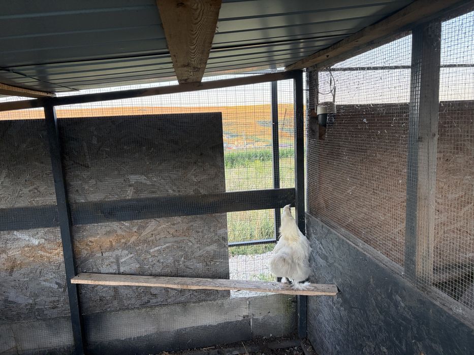 Vand 2 cocosi- araucana si matase japoneza
