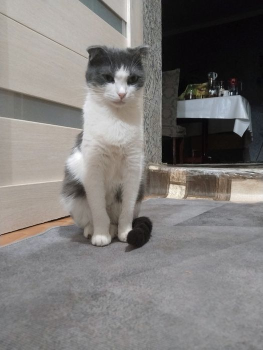 Красивая кошак вислоухо