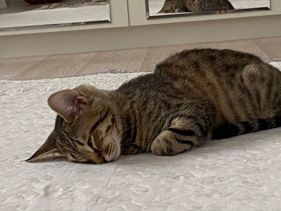 Кошка мальчик отдадим в добрые руки