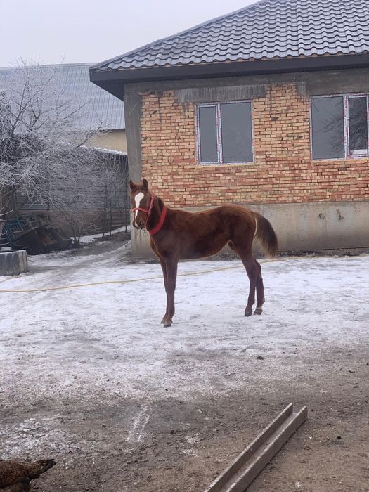 Тай лошадь урғашы