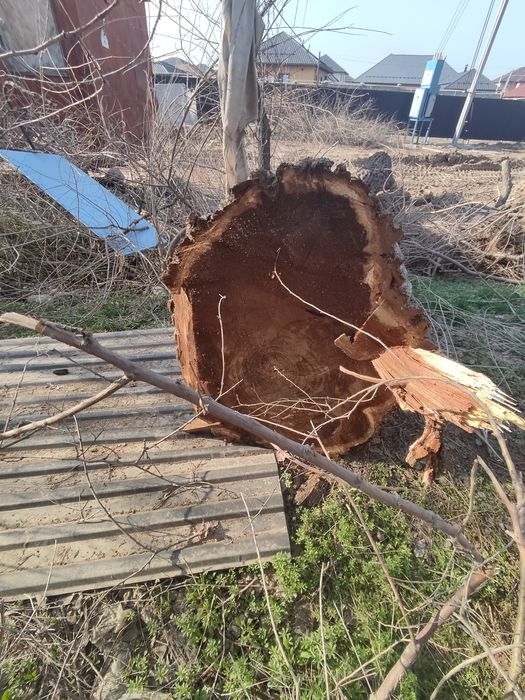 Продам стволы карагача.