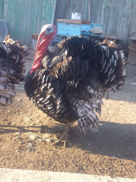Индюки породистые