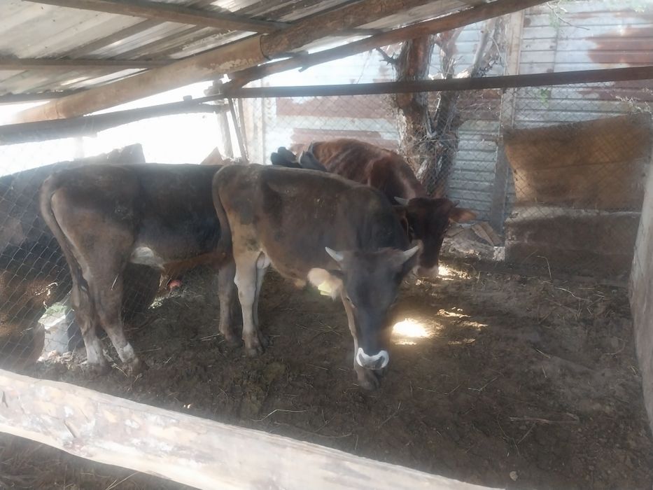 Продам быка для откорма