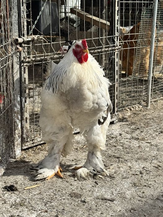 Cocos Brahma Herminat deschis 10 luni