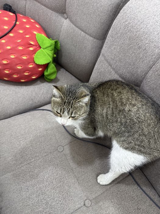 Кошка  бесплатно даром в харошие руки