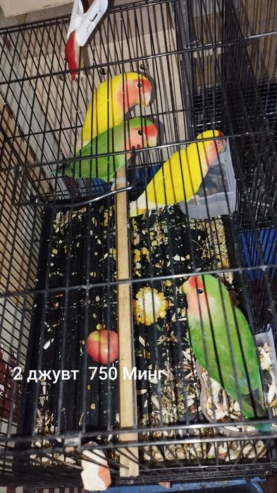 Продаю разных птиц
