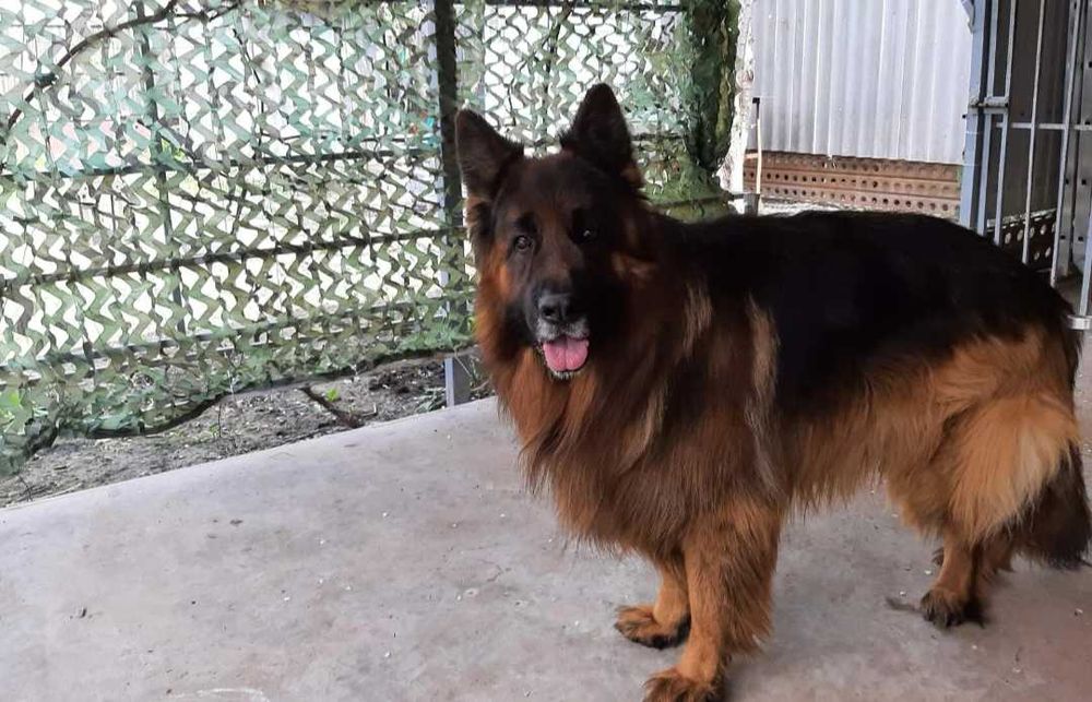 Щенки немецкой овчарки шикарные