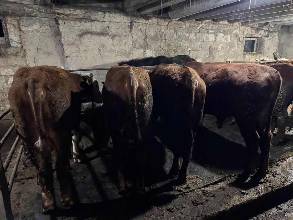 Откорм бычки 1 годовалые бұқа ақбас,