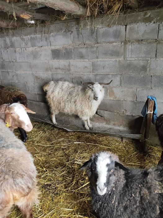 Ешкилер сатылады 3 бас