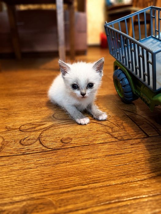 Котенок-кошечка в хорошие руки