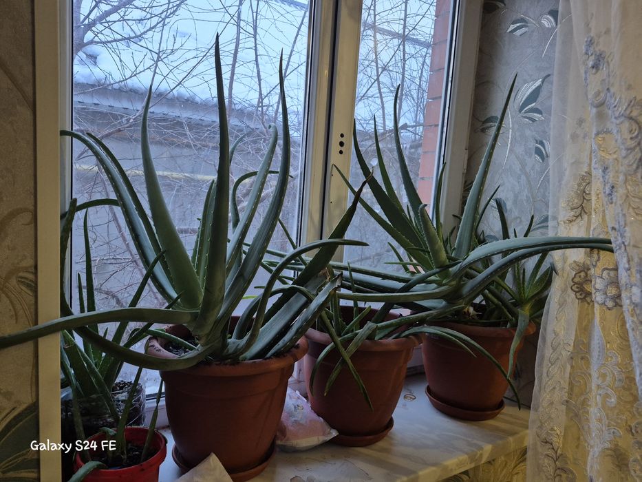 Алоэ вера лечебный