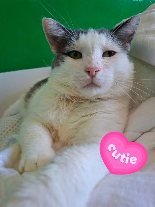 Adoptie pisica alba mota castrat