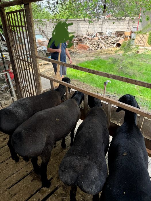 Кучкорлар сотилади