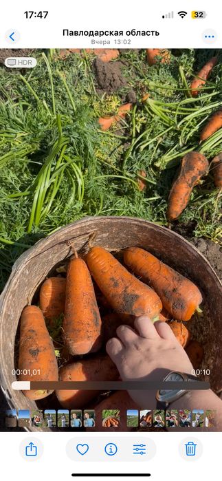 Продам морковь оптом