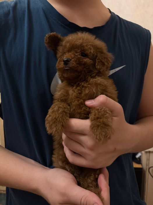 Щенок той пуделя.клубный