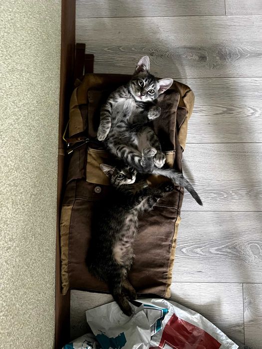 котята в любящую семью