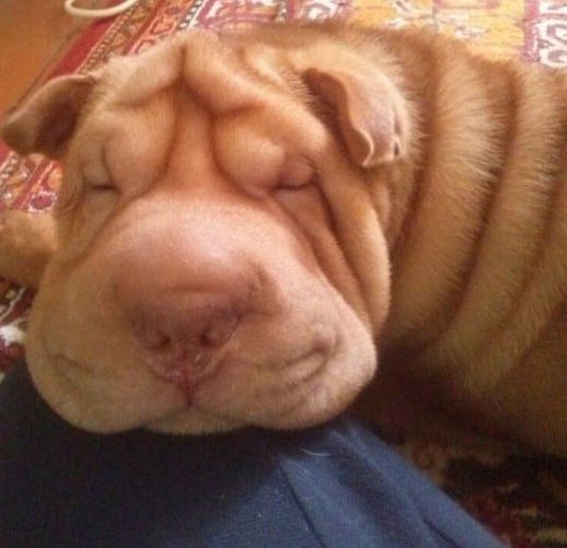 Китайский  шарпей