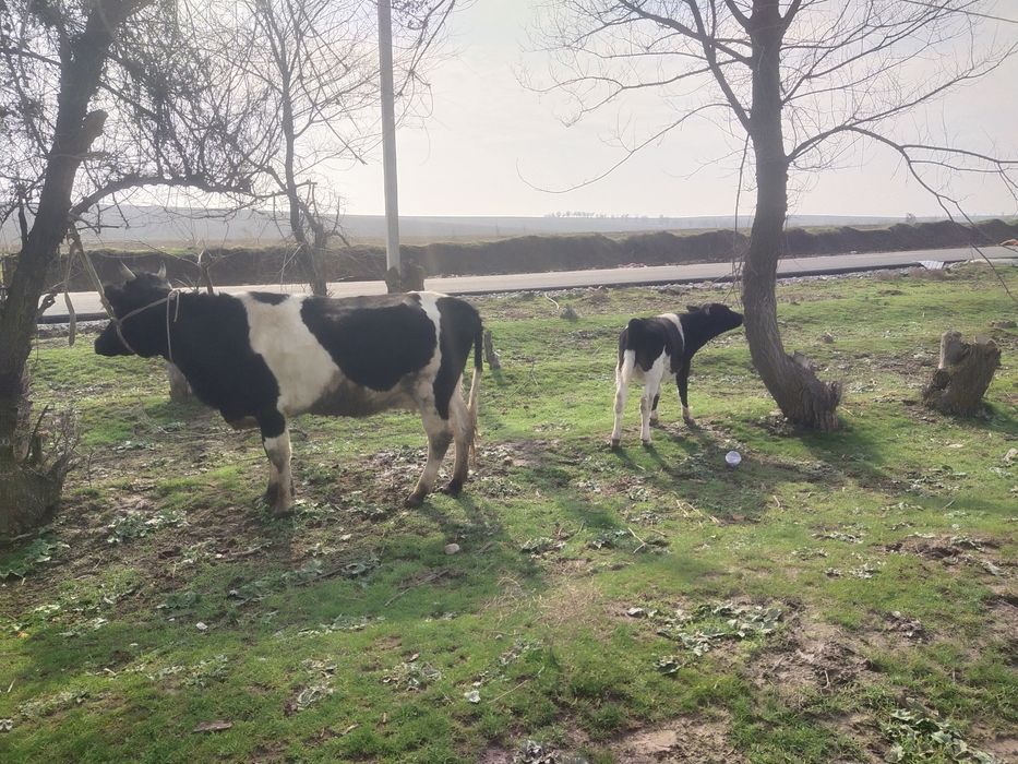 Бузаулы сыйыр сатылады