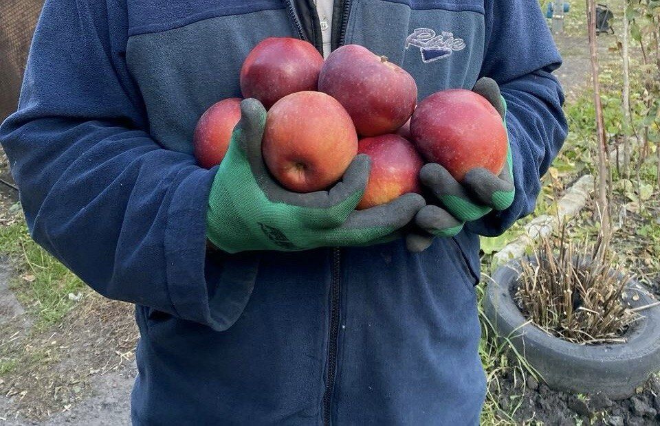 Продам яблони. Яблоки крупные.
