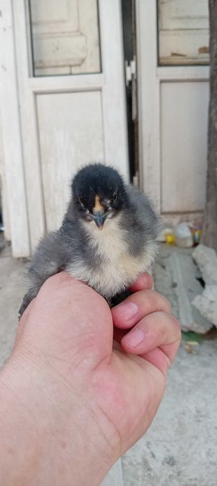 Брамма йапониски