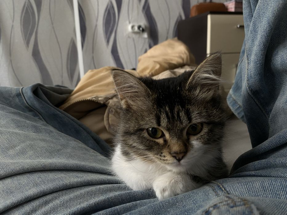 Отдадим в хорошие руки!