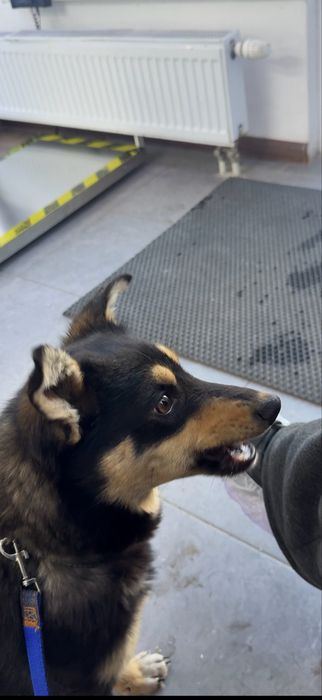 Собачка 7-8 мес, девочка очень ласковая