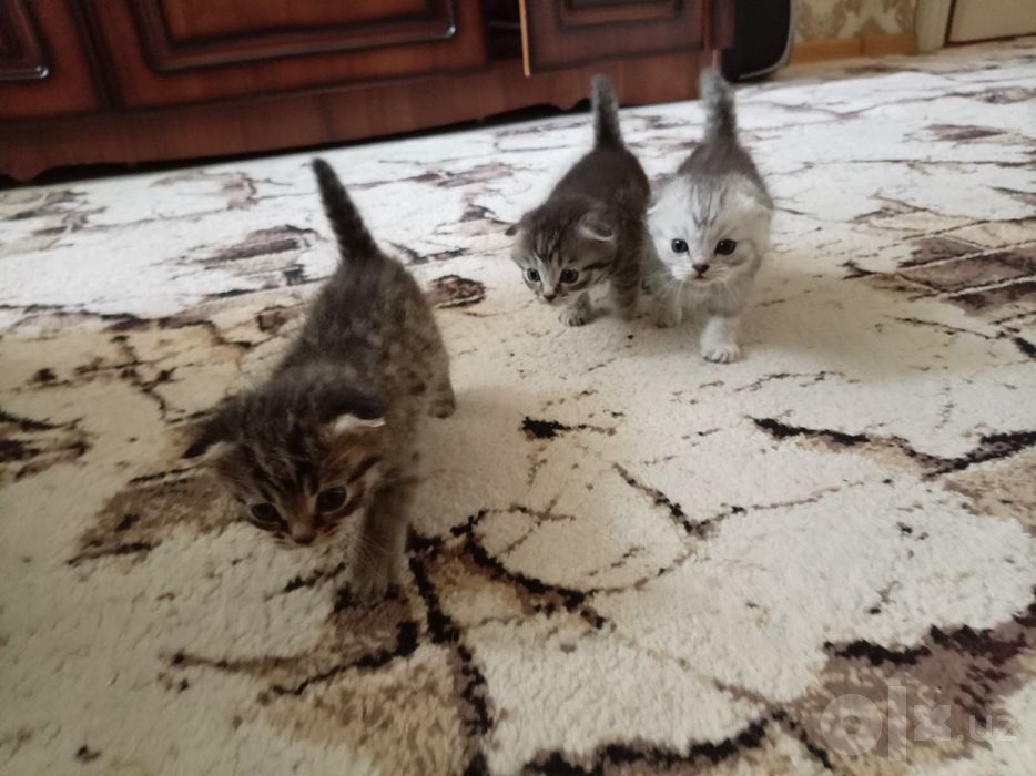 Продается котята скотиш фолд и скотиш страйт