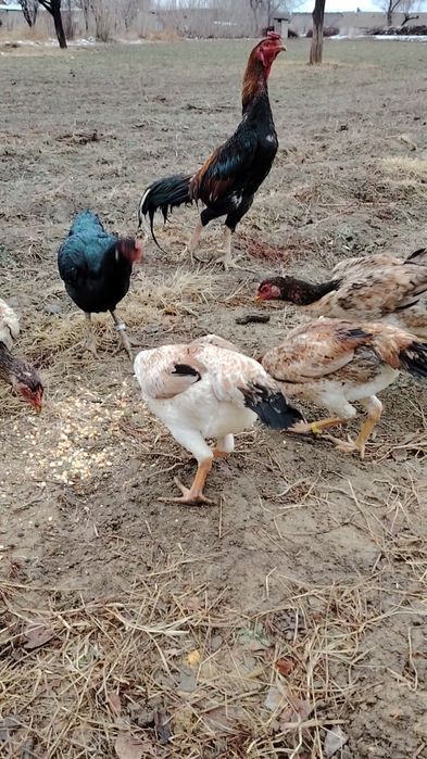 Mokyonlar sotiladi xurozi bilan