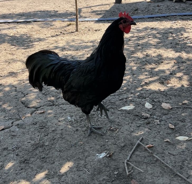 Australorp tineret