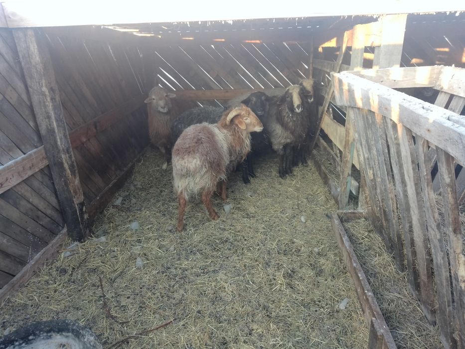 Продам  баранчиков