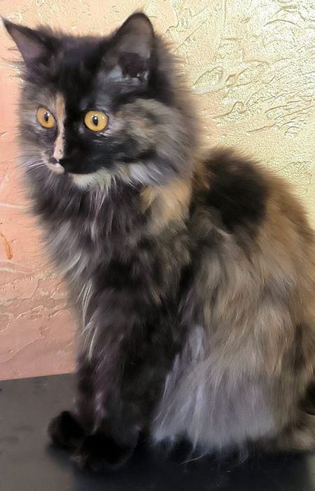 Кошки девочки рожать не будут