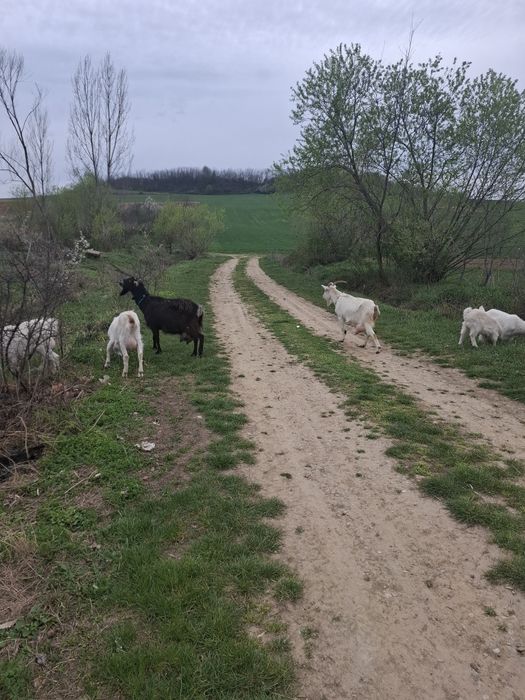 Capre de clasă cu lapte!!!