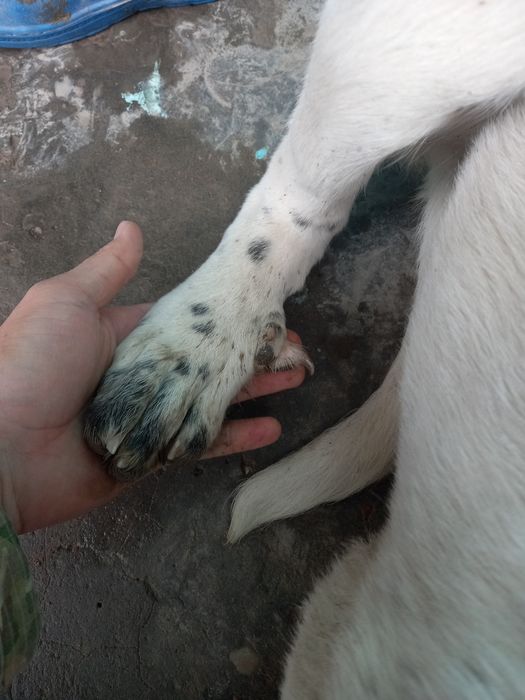 Чисто кровные алабай есть обмен на тел