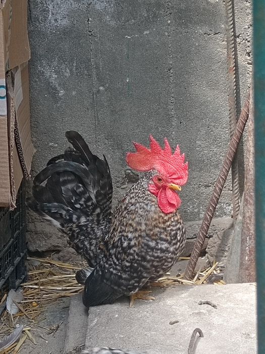 Cocoș Chabo Barat