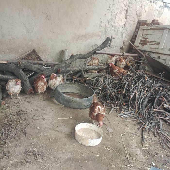 Ломан Браун. Туып бастады.