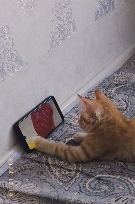 Отдам кота в добрые руки бесплатно