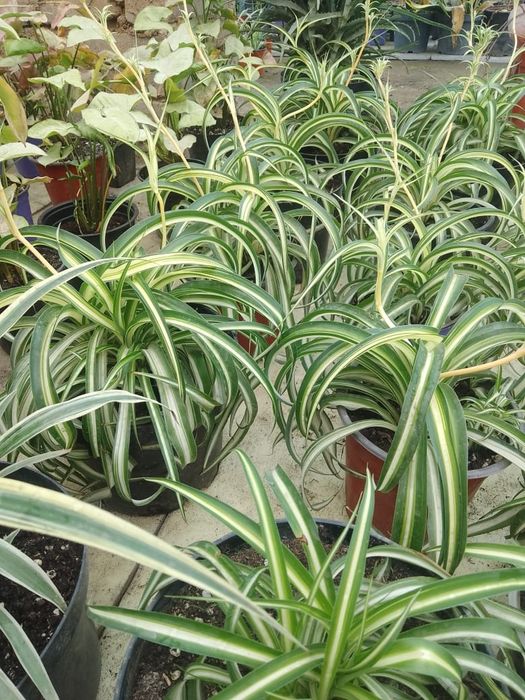 Комнатные цветы !!