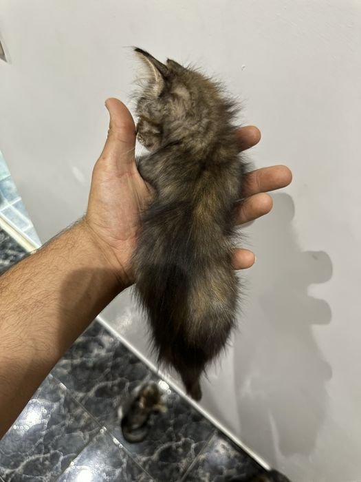 Подарявам котенца