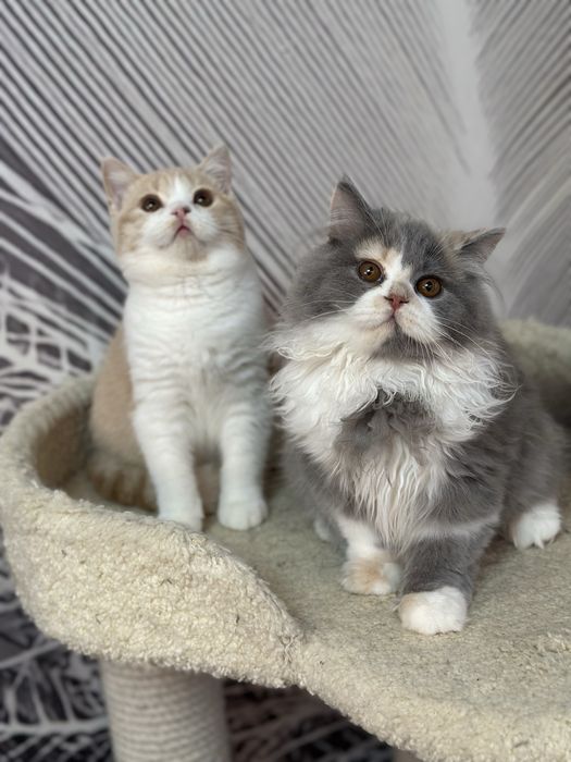 Британские котята