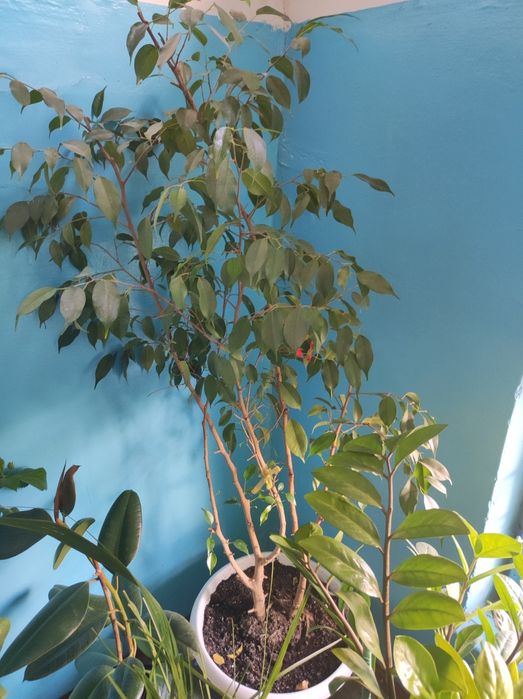 Комнатные растения